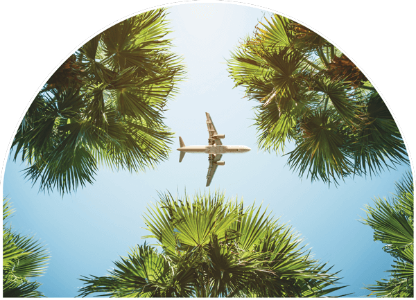 A passenger jet flying overhead and visible through palm trees.