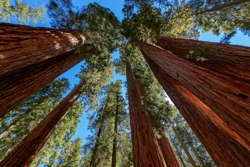 Sequoia-National-Park-CA_dreamstime_s_50204071