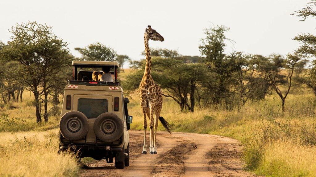 african-safari-1-1