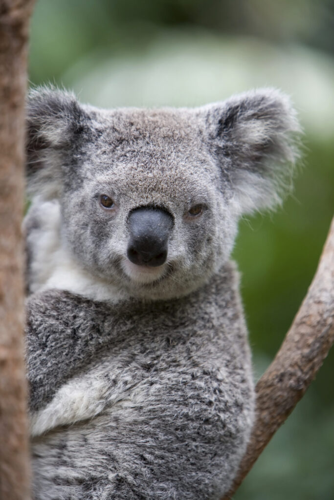 Closeup of an Australian Koala bear resting in a eucalyptus tree